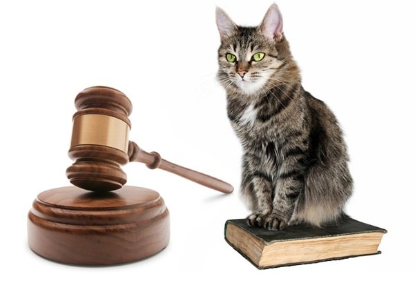 Abogados Badajoz Cáceres Penal maltrato animal